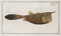 Picture 134 of 416 from Allgemeine Naturgeschichte der Fische. French = Ichtylogie, ou Histoire naturelle : generale et particuliere des poissons (1785), leaf 141