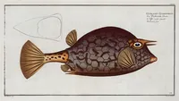 Picture 135 of 416 from Allgemeine Naturgeschichte der Fische. French = Ichtylogie, ou Histoire naturelle : generale et particuliere des poissons (1785), leaf 142