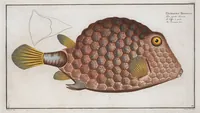 Picture 136 of 416 from Allgemeine Naturgeschichte der Fische. French = Ichtylogie, ou Histoire naturelle : generale et particuliere des poissons (1785), leaf 143