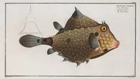 Picture 137 of 416 from Allgemeine Naturgeschichte der Fische. French = Ichtylogie, ou Histoire naturelle : generale et particuliere des poissons (1785), leaf 144