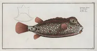 Picture 138 of 416 from Allgemeine Naturgeschichte der Fische. French = Ichtylogie, ou Histoire naturelle : generale et particuliere des poissons (1785), leaf 146
