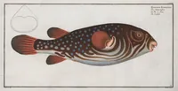 Picture 139 of 416 from Allgemeine Naturgeschichte der Fische. French = Ichtylogie, ou Histoire naturelle : generale et particuliere des poissons (1785), leaf 147