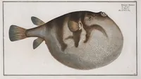 An illustration from Allgemeine Naturgeschichte der Fische. French = Ichtylogie, ou Histoire naturelle : generale et particuliere des poissons (1785)