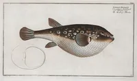 Picture 143 of 416 from Allgemeine Naturgeschichte der Fische. French = Ichtylogie, ou Histoire naturelle : generale et particuliere des poissons (1785), leaf 151