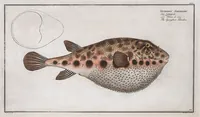 An illustration from Allgemeine Naturgeschichte der Fische. French = Ichtylogie, ou Histoire naturelle : generale et particuliere des poissons (1785)