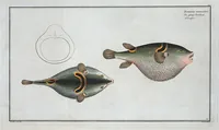 Picture 147 of 416 from Allgemeine Naturgeschichte der Fische. French = Ichtylogie, ou Histoire naturelle : generale et particuliere des poissons (1785), leaf 155