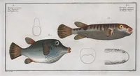 An illustration from Allgemeine Naturgeschichte der Fische. French = Ichtylogie, ou Histoire naturelle : generale et particuliere des poissons (1785)