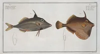 An illustration from Allgemeine Naturgeschichte der Fische. French = Ichtylogie, ou Histoire naturelle : generale et particuliere des poissons (1785)