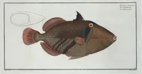 Picture 150 of 416 from Allgemeine Naturgeschichte der Fische. French = Ichtylogie, ou Histoire naturelle : generale et particuliere des poissons (1785), leaf 159