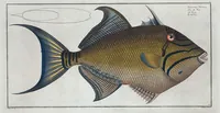 Picture 151 of 416 from Allgemeine Naturgeschichte der Fische. French = Ichtylogie, ou Histoire naturelle : generale et particuliere des poissons (1785), leaf 160