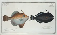 Picture 153 of 416 from Allgemeine Naturgeschichte der Fische. French = Ichtylogie, ou Histoire naturelle : generale et particuliere des poissons (1785), leaf 162
