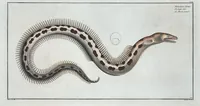 An illustration from Allgemeine Naturgeschichte der Fische. French = Ichtylogie, ou Histoire naturelle : generale et particuliere des poissons (1785)