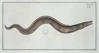 An illustration from Allgemeine Naturgeschichte der Fische. French = Ichtylogie, ou Histoire naturelle : generale et particuliere des poissons (1785)