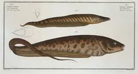Picture 158 of 416 from Allgemeine Naturgeschichte der Fische. French = Ichtylogie, ou Histoire naturelle : generale et particuliere des poissons (1785), leaf 167