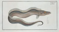 Picture 159 of 416 from Allgemeine Naturgeschichte der Fische. French = Ichtylogie, ou Histoire naturelle : generale et particuliere des poissons (1785), leaf 168