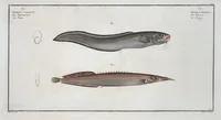 An illustration from Allgemeine Naturgeschichte der Fische. French = Ichtylogie, ou Histoire naturelle : generale et particuliere des poissons (1785)