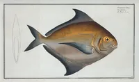 An illustration from Allgemeine Naturgeschichte der Fische. French = Ichtylogie, ou Histoire naturelle : generale et particuliere des poissons (1785)