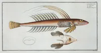 An illustration from Allgemeine Naturgeschichte der Fische. French = Ichtylogie, ou Histoire naturelle : generale et particuliere des poissons (1785)