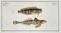 An illustration from Allgemeine Naturgeschichte der Fische. French = Ichtylogie, ou Histoire naturelle : generale et particuliere des poissons (1785)