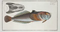 An illustration from Allgemeine Naturgeschichte der Fische. French = Ichtylogie, ou Histoire naturelle : generale et particuliere des poissons (1785)