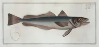 An illustration from Allgemeine Naturgeschichte der Fische. French = Ichtylogie, ou Histoire naturelle : generale et particuliere des poissons (1785)