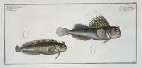 An illustration from Allgemeine Naturgeschichte der Fische. French = Ichtylogie, ou Histoire naturelle : generale et particuliere des poissons (1785)