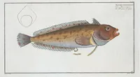 Picture 169 of 416 from Allgemeine Naturgeschichte der Fische. French = Ichtylogie, ou Histoire naturelle : generale et particuliere des poissons (1785), leaf 178