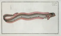 An illustration from Allgemeine Naturgeschichte der Fische. French = Ichtylogie, ou Histoire naturelle : generale et particuliere des poissons (1785)