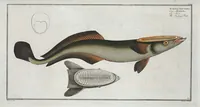 An illustration from Allgemeine Naturgeschichte der Fische. French = Ichtylogie, ou Histoire naturelle : generale et particuliere des poissons (1785)