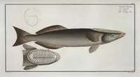Picture 173 of 416 from Allgemeine Naturgeschichte der Fische. French = Ichtylogie, ou Histoire naturelle : generale et particuliere des poissons (1785), leaf 182