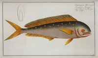 Picture 175 of 416 from Allgemeine Naturgeschichte der Fische. French = Ichtylogie, ou Histoire naturelle : generale et particuliere des poissons (1785), leaf 184