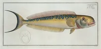 Picture 176 of 416 from Allgemeine Naturgeschichte der Fische. French = Ichtylogie, ou Histoire naturelle : generale et particuliere des poissons (1785), leaf 185