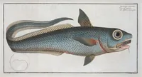 An illustration from Allgemeine Naturgeschichte der Fische. French = Ichtylogie, ou Histoire naturelle : generale et particuliere des poissons (1785)