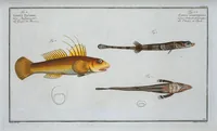 An illustration from Allgemeine Naturgeschichte der Fische. French = Ichtylogie, ou Histoire naturelle : generale et particuliere des poissons (1785)
