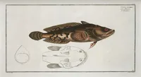 An illustration from Allgemeine Naturgeschichte der Fische. French = Ichtylogie, ou Histoire naturelle : generale et particuliere des poissons (1785)