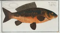 An illustration from Allgemeine Naturgeschichte der Fische. French = Ichtylogie, ou Histoire naturelle : generale et particuliere des poissons (1785)