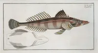 An illustration from Allgemeine Naturgeschichte der Fische. French = Ichtylogie, ou Histoire naturelle : generale et particuliere des poissons (1785)