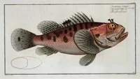 Picture 184 of 416 from Allgemeine Naturgeschichte der Fische. French = Ichtylogie, ou Histoire naturelle : generale et particuliere des poissons (1785), leaf 194