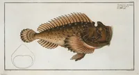 Picture 185 of 416 from Allgemeine Naturgeschichte der Fische. French = Ichtylogie, ou Histoire naturelle : generale et particuliere des poissons (1785), leaf 195