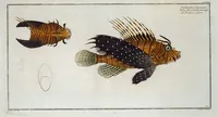 Picture 186 of 416 from Allgemeine Naturgeschichte der Fische. French = Ichtylogie, ou Histoire naturelle : generale et particuliere des poissons (1785), leaf 196