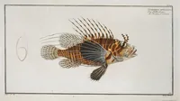 An illustration from Allgemeine Naturgeschichte der Fische. French = Ichtylogie, ou Histoire naturelle : generale et particuliere des poissons (1785)