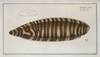 An illustration from Allgemeine Naturgeschichte der Fische. French = Ichtylogie, ou Histoire naturelle : generale et particuliere des poissons (1785)