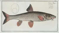 An illustration from Allgemeine Naturgeschichte der Fische. French = Ichtylogie, ou Histoire naturelle : generale et particuliere des poissons (1785)