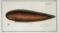 An illustration from Allgemeine Naturgeschichte der Fische. French = Ichtylogie, ou Histoire naturelle : generale et particuliere des poissons (1785)
