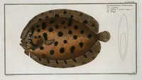 An illustration from Allgemeine Naturgeschichte der Fische. French = Ichtylogie, ou Histoire naturelle : generale et particuliere des poissons (1785)