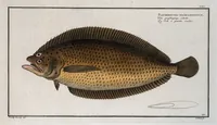 Picture 192 of 416 from Allgemeine Naturgeschichte der Fische. French = Ichtylogie, ou Histoire naturelle : generale et particuliere des poissons (1785), leaf 202