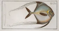An illustration from Allgemeine Naturgeschichte der Fische. French = Ichtylogie, ou Histoire naturelle : generale et particuliere des poissons (1785)