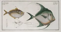 An illustration from Allgemeine Naturgeschichte der Fische. French = Ichtylogie, ou Histoire naturelle : generale et particuliere des poissons (1785)