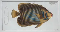 Picture 196 of 416 from Allgemeine Naturgeschichte der Fische. French = Ichtylogie, ou Histoire naturelle : generale et particuliere des poissons (1785), leaf 206