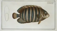 Picture 197 of 416 from Allgemeine Naturgeschichte der Fische. French = Ichtylogie, ou Histoire naturelle : generale et particuliere des poissons (1785), leaf 207